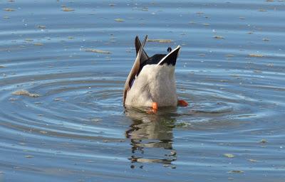 BANDADAS DE ORNITÓLOGOS EN CANTABRIA...