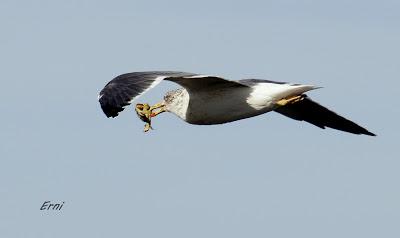 BANDADAS DE ORNITÓLOGOS EN CANTABRIA...