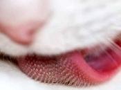 ¿Por Lengua Gatos Áspera? Conoce Anatomía Este Particular Órgano