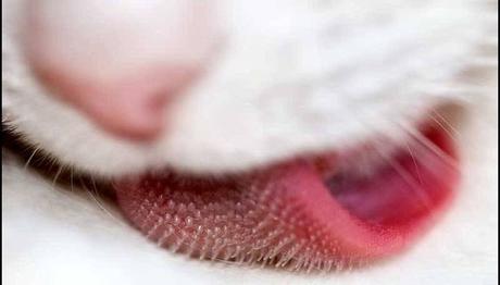 que tienen los gatos en la lengua