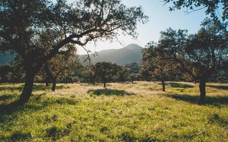 Otoño, un jamón premium, con carácter 100% español
