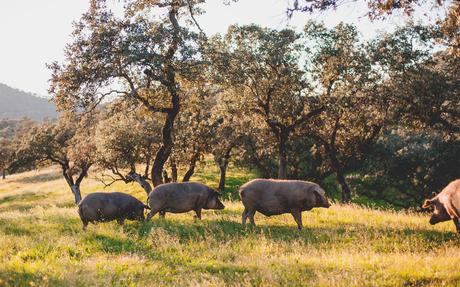 Otoño, un jamón premium, con carácter 100% español