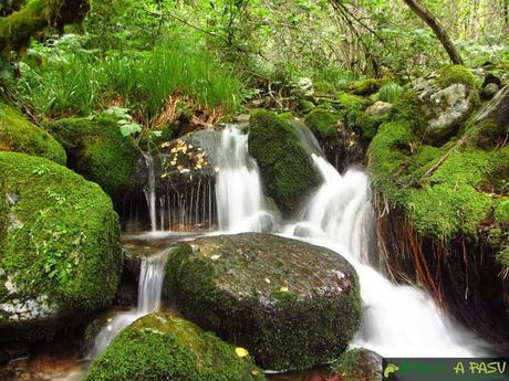 Caída de agua en Muniellos