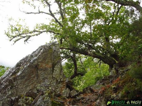 Rocas cuarcitas en Muniellos