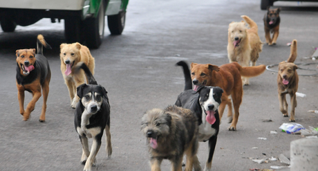 16 perros y gatos abandonados por hora en España