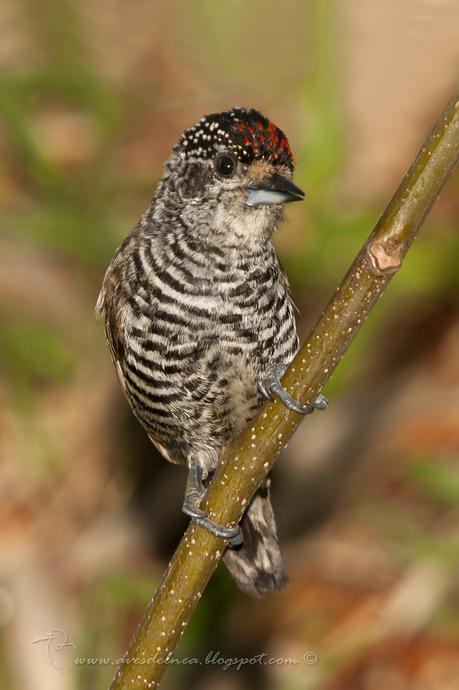 Carpinterito común (White-barred Piculet) Picumnus cirratus