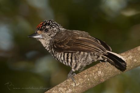 Carpinterito común (White-barred Piculet) Picumnus cirratus