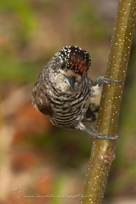Carpinterito común (White-barred Piculet) Picumnus cirratus
