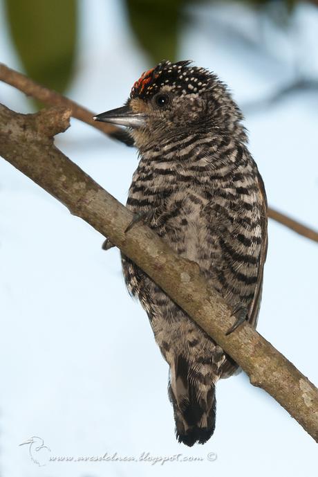 Carpinterito común (White-barred Piculet) Picumnus cirratus