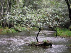 Nuestro Jarama en otoño 161026-jarama-2