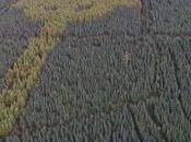 misteriosa cruz celta descubierta bosque Irlanda