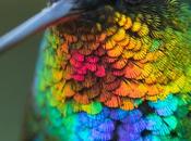 espectacular primer plano vista colibrí garganta fuego