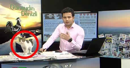 gato-irrumpe-en-medio-de-un-noticiero-en-vivo-y-asi-reacciono-el-periodista