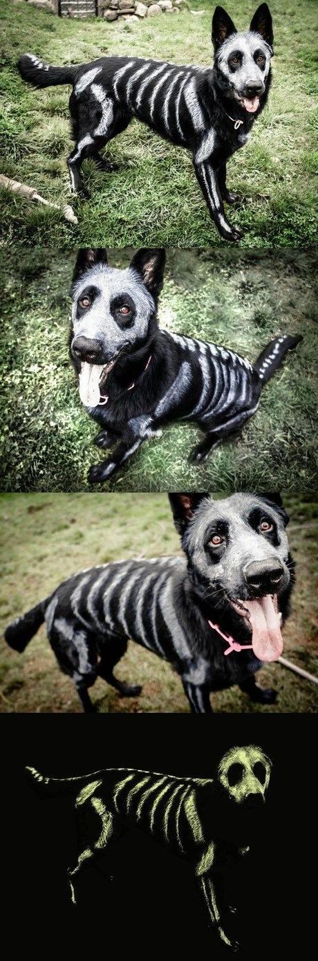 Ideas para disfrazar a tu perro en Halloween - Paperblog