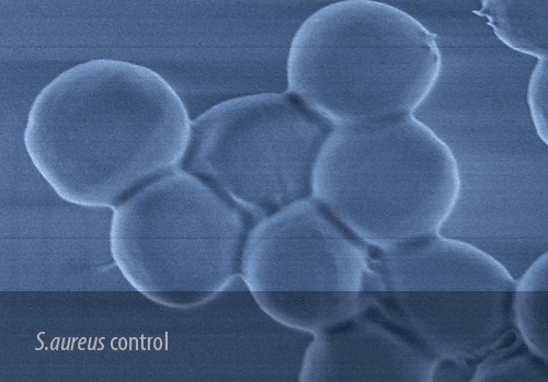 Polimeros Antimicrobianos Nanodiseñados