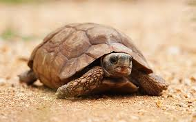 La zona del silencio (México)