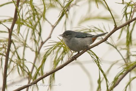 Saí común (Chestnut-vented Conebill) Conirostrum speciosum