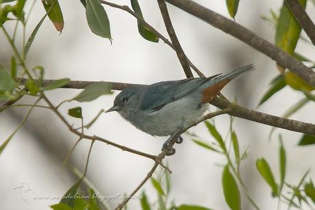 Saí común (Chestnut-vented Conebill) Conirostrum speciosum