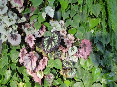 Jardín vertical en Mallorca