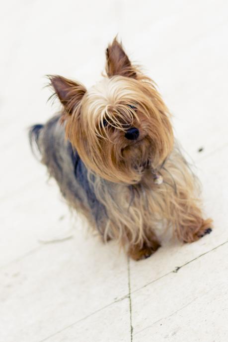 OLIVIA PALERMO ZARA SHIRT