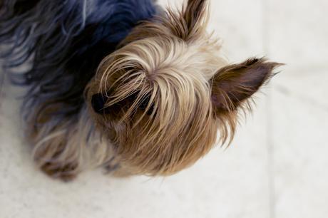 OLIVIA PALERMO ZARA SHIRT
