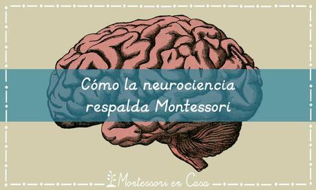 Cómo la neurociencia respalda Montessori – How neuroscience supports Montessori