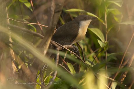 Cuclillo canela (Dark-billed Cuckoo) Coccyzus melacoryphus
