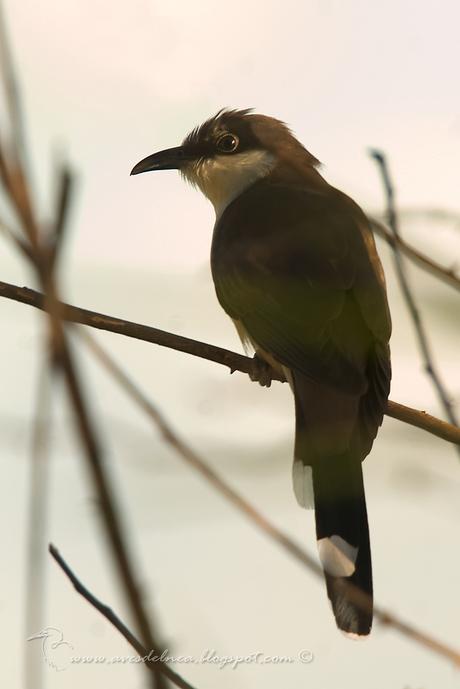 Cuclillo canela (Dark-billed Cuckoo) Coccyzus melacoryphus
