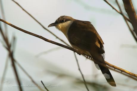 Cuclillo canela (Dark-billed Cuckoo) Coccyzus melacoryphus