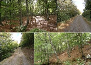 Puebla de Lillo-Aparejo Grande-Maón-Rebueno-La Mojonerina