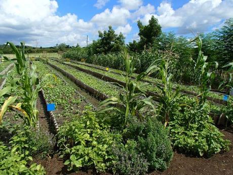 La agroecología, el futuro