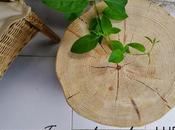 Sorteo troncos Muebles LUFE