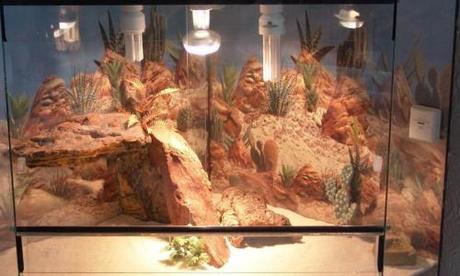 La humedad en los terrarios de los réptiles