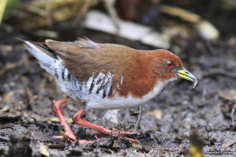 Burrito colorado (Laterallus leucopyrrhus)