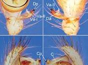 Especies arañas descritas Asia Madagascar