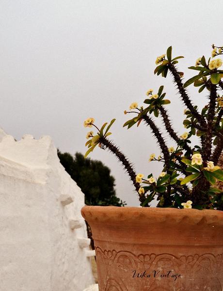 8 CACTUS PRECIOSOS QUE DEBES TENER EN CASA 8 CACTUS PRECIOSOS QUE DEBES TENER EN CASA