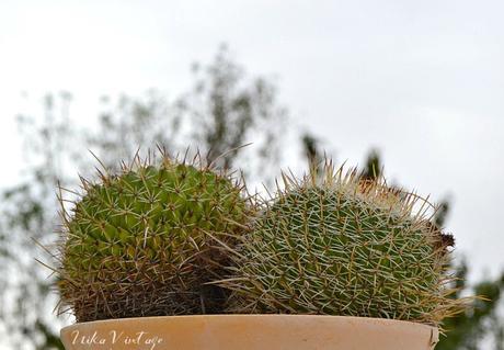 8 CACTUS PRECIOSOS QUE DEBES TENER EN CASA 8 CACTUS PRECIOSOS QUE DEBES TENER EN CASA