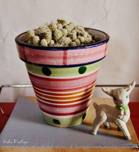 8 CACTUS PRECIOSOS QUE DEBES TENER EN CASA 8 CACTUS PRECIOSOS QUE DEBES TENER EN CASA