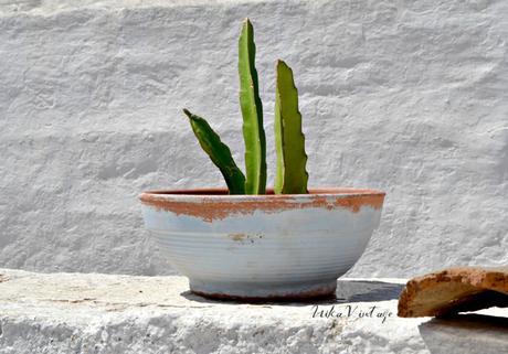 8 CACTUS PRECIOSOS QUE DEBES TENER EN CASA 8 CACTUS PRECIOSOS QUE DEBES TENER EN CASA