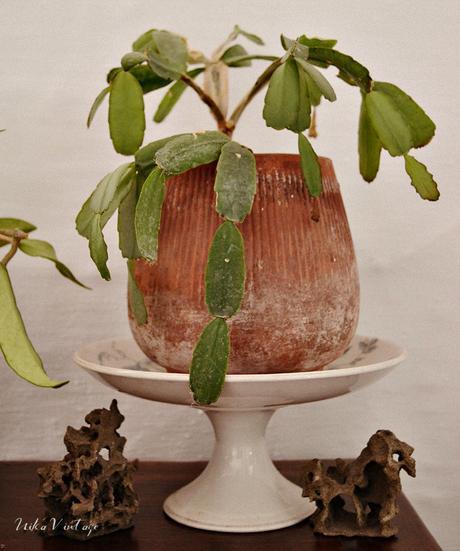 8 CACTUS PRECIOSOS QUE DEBES TENER EN CASA 8 CACTUS PRECIOSOS QUE DEBES TENER EN CASA