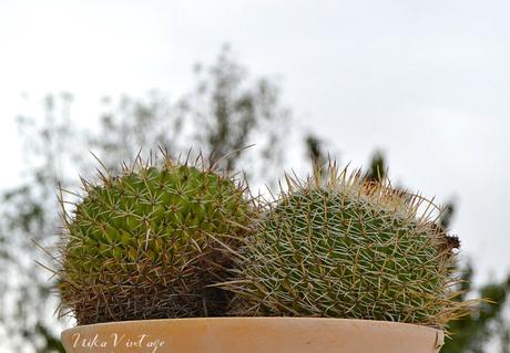 8 CACTUS PRECIOSOS QUE DEBES TENER EN CASA