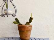 cactus preciosos debes tener casa