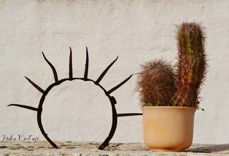 8 CACTUS PRECIOSOS QUE DEBES TENER EN CASA 8 CACTUS PRECIOSOS QUE DEBES TENER EN CASA