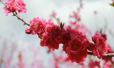 TEARS FALL OF GABRIEL + OCNELIE ILLMATIK - MONO NO AWARE