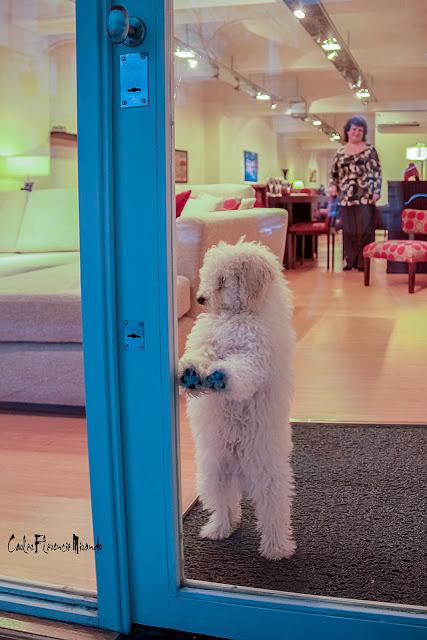 Perro blanco arado en dos pata apoyando las delanteras en el vidrio de la puerta.