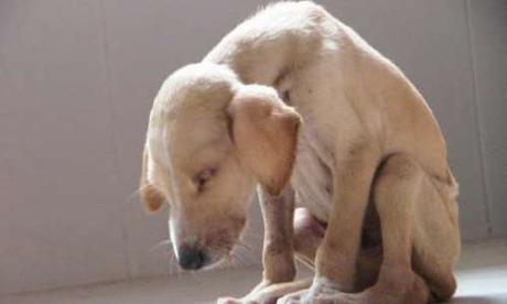 Atención y cuidado de un animal abandonado Atención y cuidado de un animal abandonado