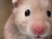 hámster ojos.