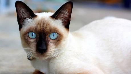 gatos siames razas de gatos mas cariñosa