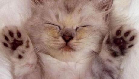 que raza de gatos es más cariñosa