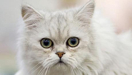 gato chantilly una raza cariñosa